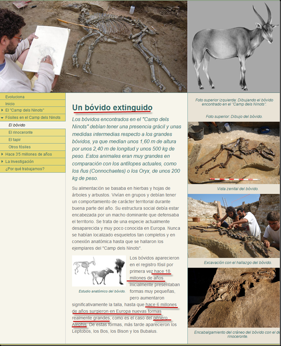 ¿Fraude evolucionista en yacimiento de Camps del Ninots?, ¿Fósil humano de 3 millones de años? Image_thumb66